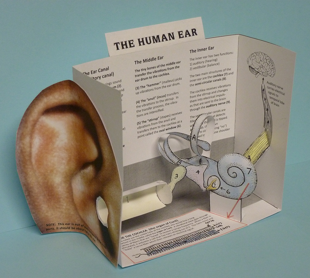 Cut-and-assemble paper model of the HUMAN EAR