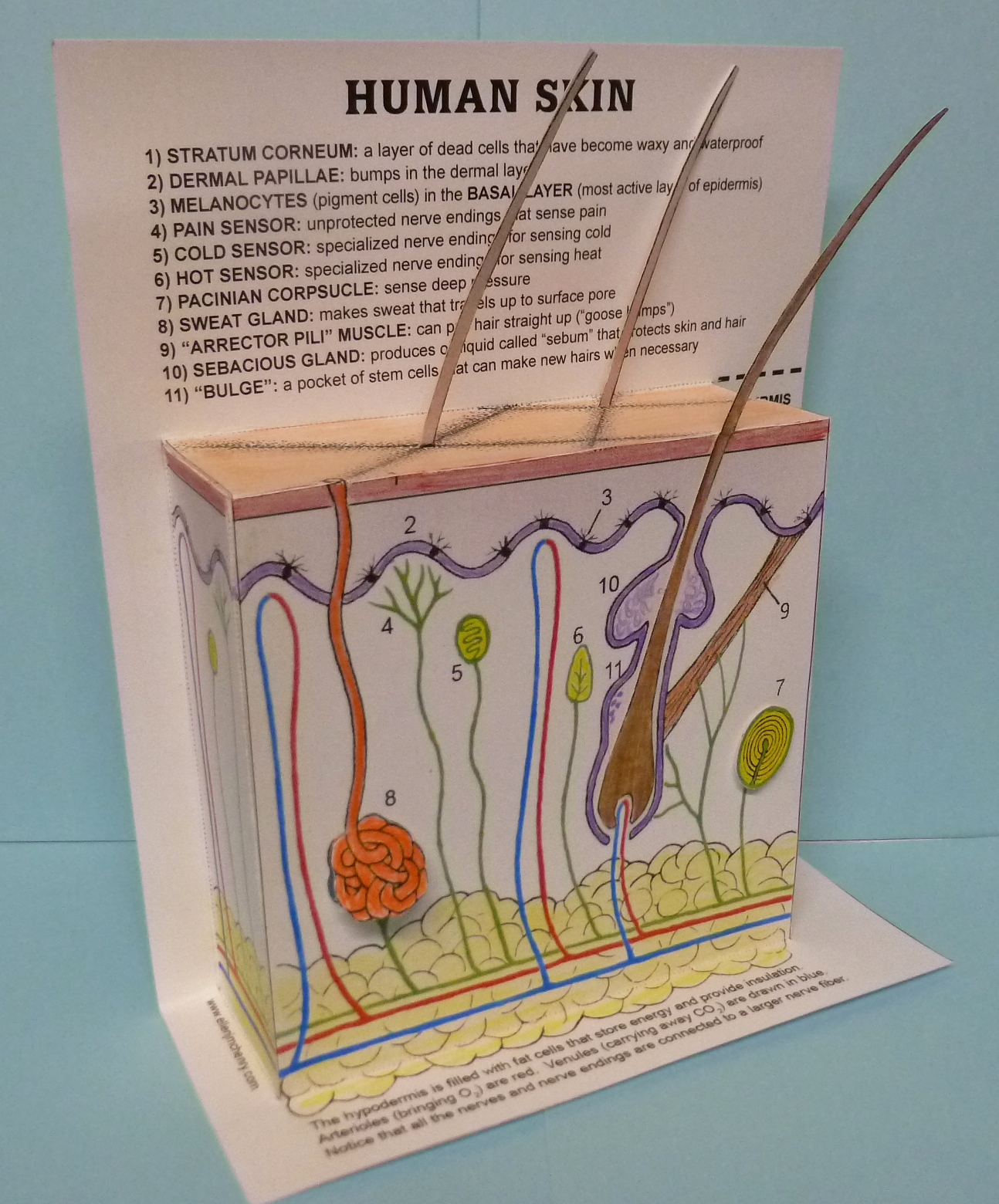 Cut-and-assemble paper model of human skin – Ellen McHenry's Basement