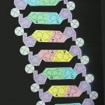 DNA paper model final example new design