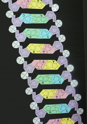 DNA PAPER MODEL to cut and assemble – Ellen McHenry's Basement Workshop