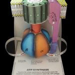 ATP SYNTHASE finished model 1