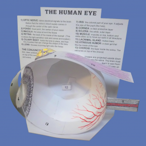 eye-model-final-png