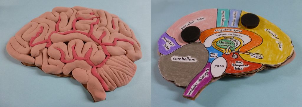 brain-model-refrigerator-magnet-ellen-mchenry-s-basement-workshop