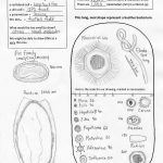 Virus drawing 2 sample622